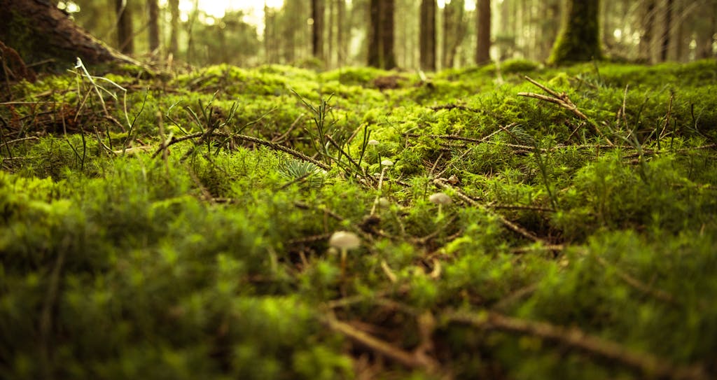 Explore the vibrant, moss-covered forest floor in Zagorje ob Savi, Slovenia.
