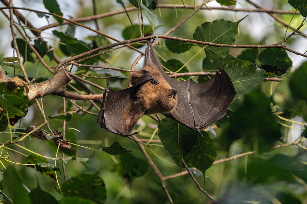 A close-up of a large flying fox bat hanging upside down in a lush tropical forest.