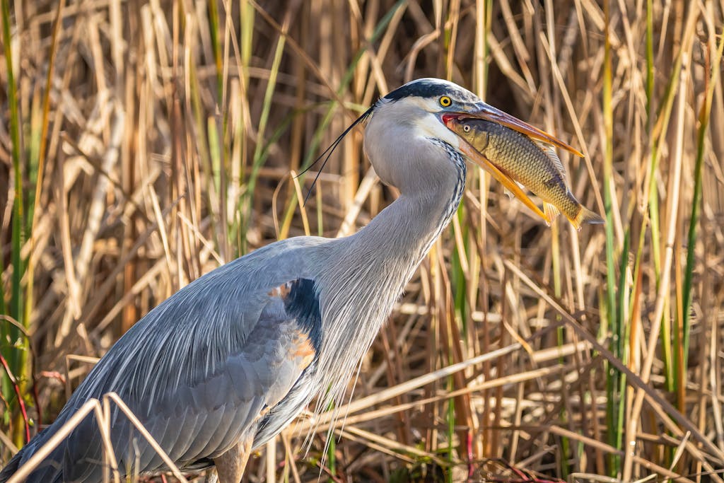 A Great Blue Heron captures a fish amidst tall marsh grasses, showcasing nature's predator-prey dynamic.