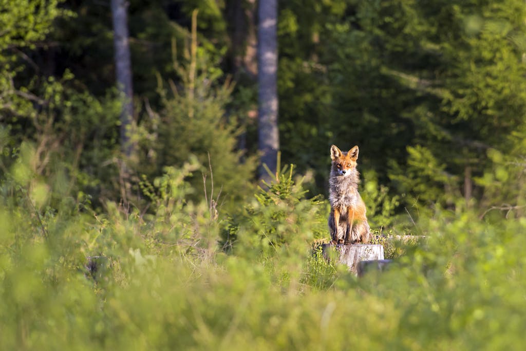 A red fox sits attentively in a sunny forest clearing in Estonia during spring.