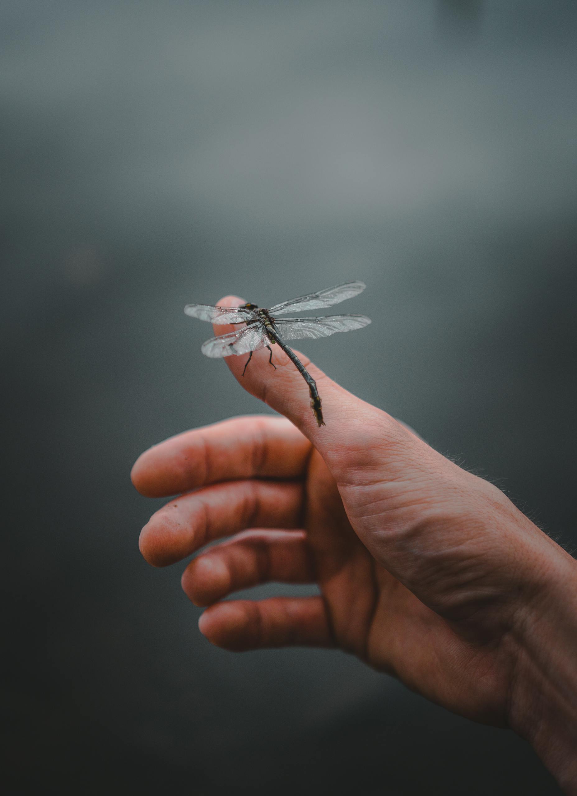 A tranquil moment capturing a dragonfly perched on a human hand in a natural setting.