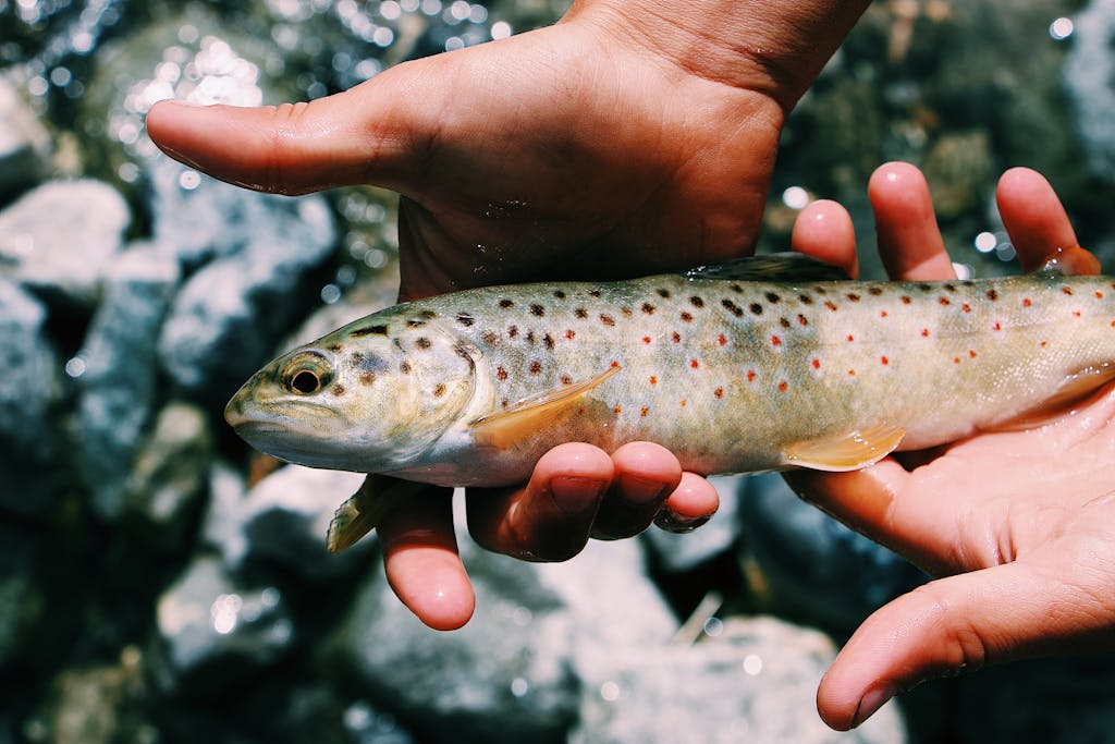 A vivid image of a fish with distinct markings, cradled gently in hands against a rocky backdrop.