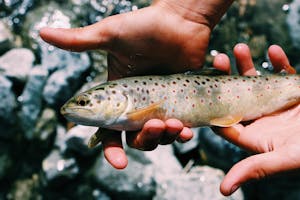 A vivid image of a fish with distinct markings, cradled gently in hands against a rocky backdrop.