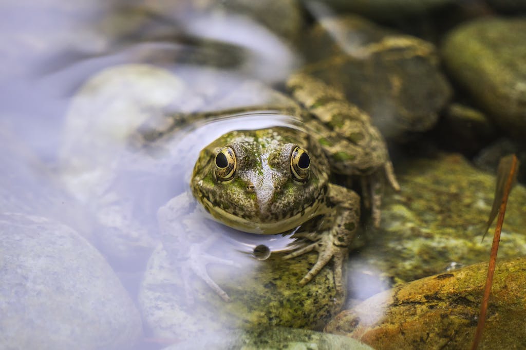 Detailed macro image of a frog partially submerged in a rocky riverbed.