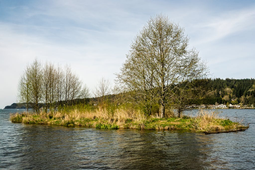 Island with Trees on Lake